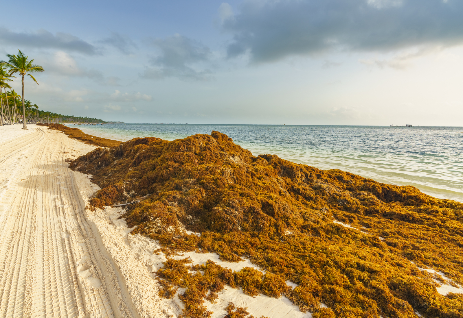 Sargassum seaweed washed up on a beach in Punta Cana